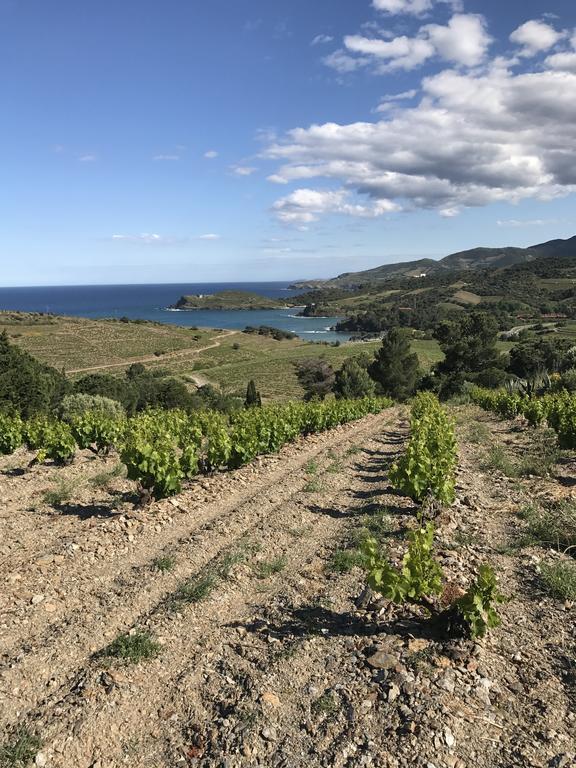 Villa Bougainvilliers Banyuls-sur-Mer Dış mekan fotoğraf